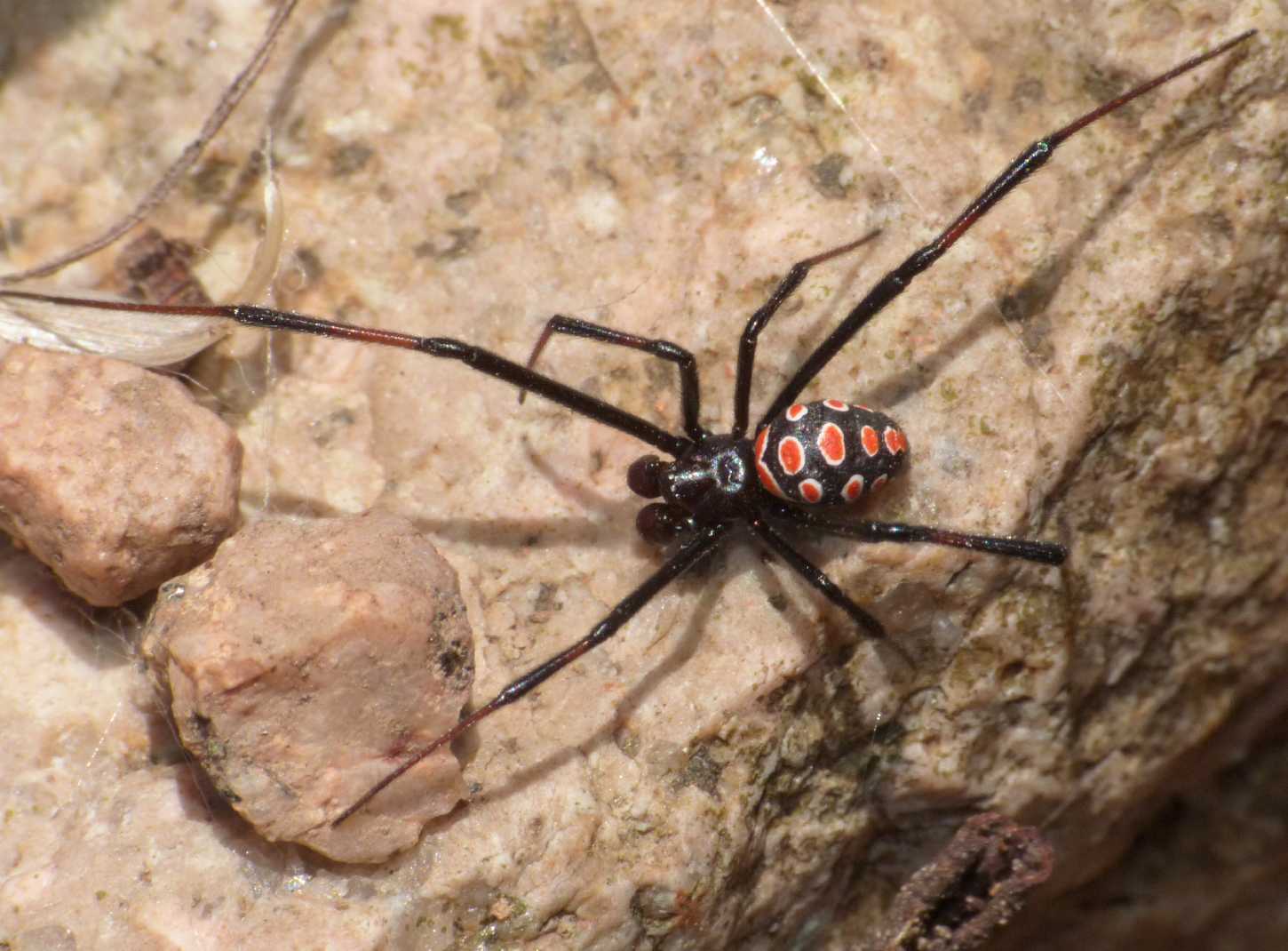 Latrodectus tredecimguttatus: maschi scapoli e ammogliati